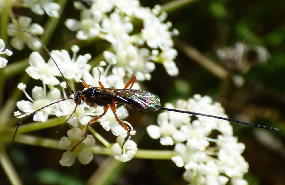 Ichneumonidae o Braconidae ?   Braconidae Agathidinae